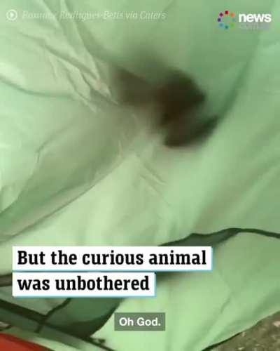 What happens when you go camping in the wild