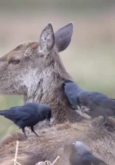 ? At the end of Winter, the Stag shed their thick coats. Jackdaws and other birds capitalize on this excess fur for nest building, making the shedding process much easier on the deer. A brief mutualistic partnership between both species.