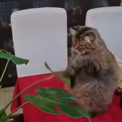 Gentle slaps