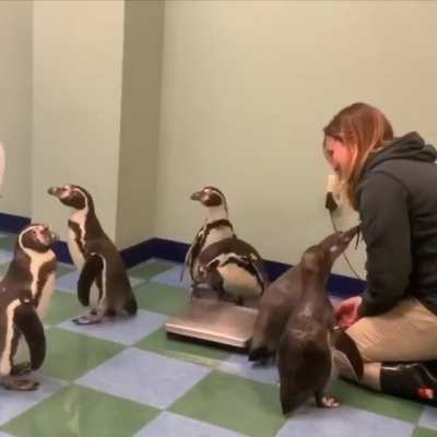 Never get bored of penguins getting weighed..