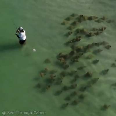 ? Fisherman never notices the fever of rays passing behind him