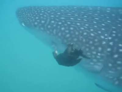 ? Cormorant plucking Remoras off of a Whale Shark