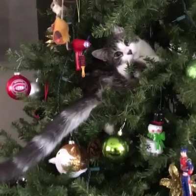 "I am an ornament now"