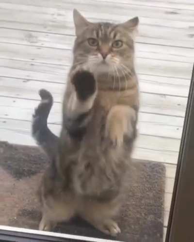 Lemme in (credits: @mollywoodcatnip on IG)