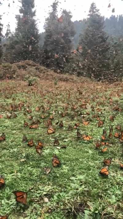 ? A vast migration of Monarch butterflies, Mexico