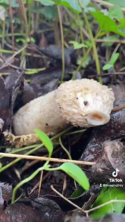 The naughtiest of all mushrooms.