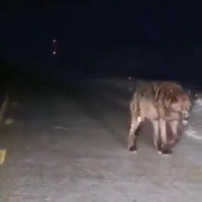 ? This gigantic wolf