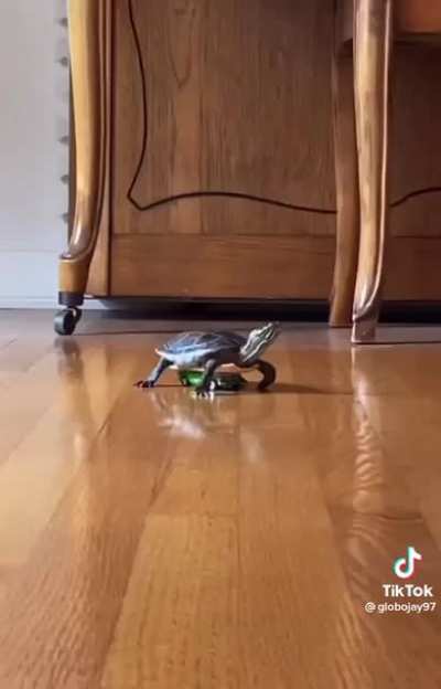 Turbo turtle