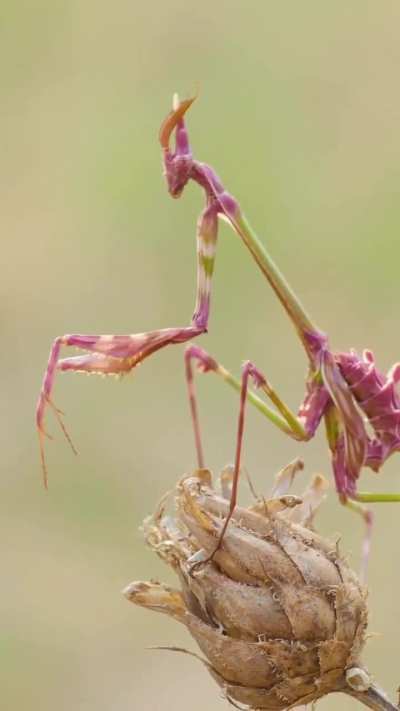 ?Empusa pennata, or the conehead mantis