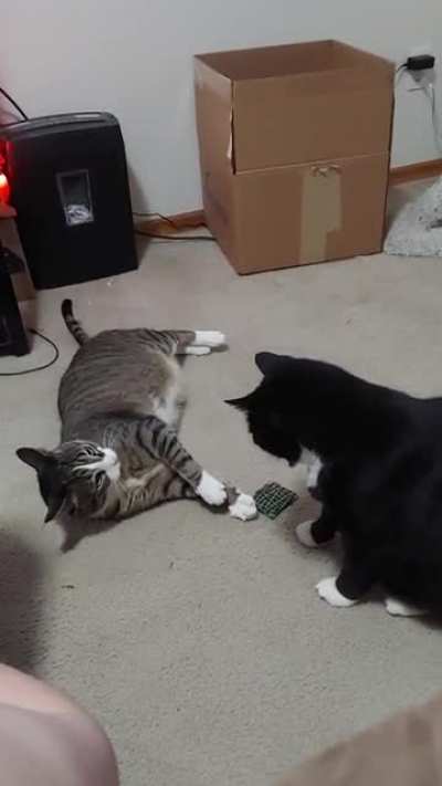 My chonky bois having some words with each other