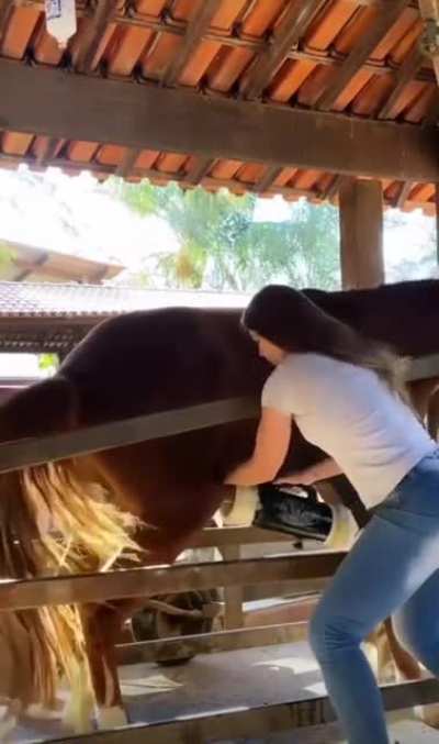 Horse handling