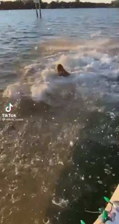 This Dogs Bite Better Be Louder Than His Bark
