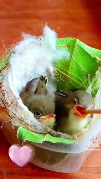 ? Baby Bird Eats Then Poops