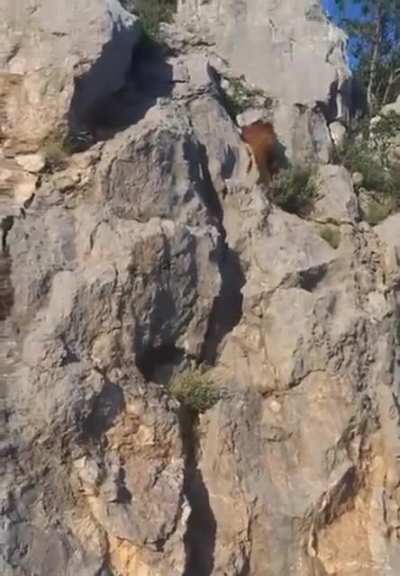 ? Grizzly climbing a cliff at an incredible speed ?