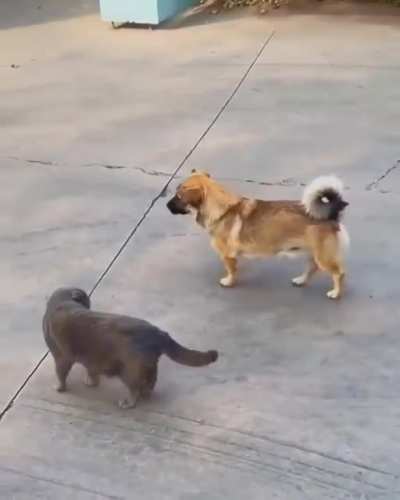 Undercover spy