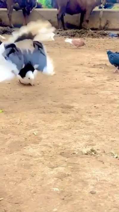 Backflip pigeon.