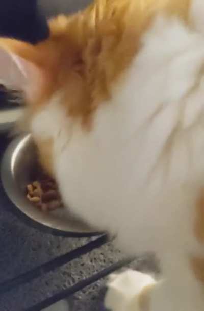 Currently fostering a cat who insists that I pet her while she's eating ??‍♀️