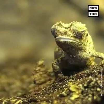 ?Scientists have discovered a sunflower seed-sized 'nano-chameleon' in Madagascar. At 0.87 inches long, it’s believed to be the smallest reptile on Earth