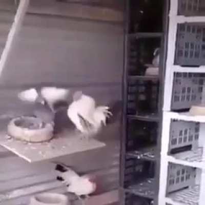To Assert Dominance