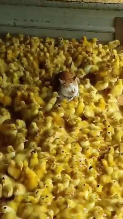 cat baby sitting duckling