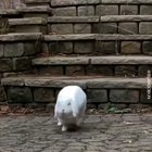 Adorable