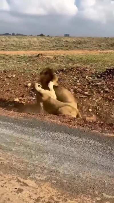 🔥. The sheer power and sound of this lion confrontation is terrifying