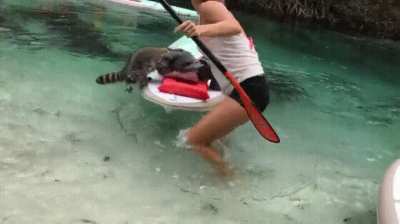 Raccoon robbing a girl in a kayak.