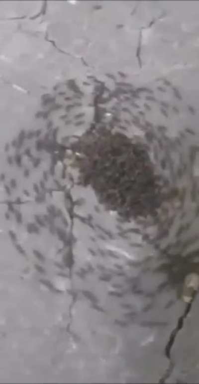 ? Ant death spiral (explanation in comments)
