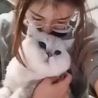 Cats seem to understand mirrors after all