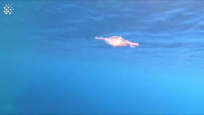 ? Jellyfish Goes For a Spin In a Bubble Ring