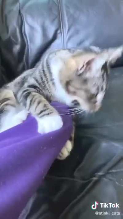 A sing about cats