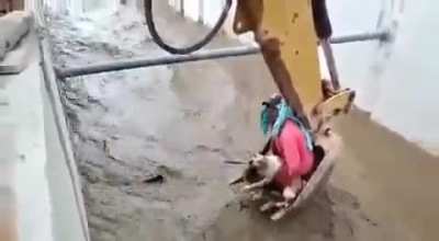 Dog's life is saved