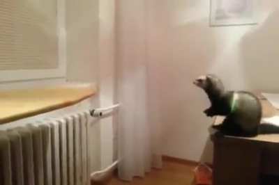 Life Ain't Ferret