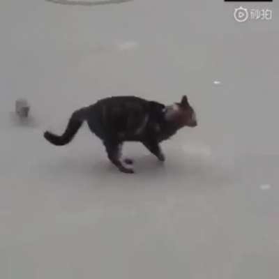 Trying to hunt a rat in war as in war