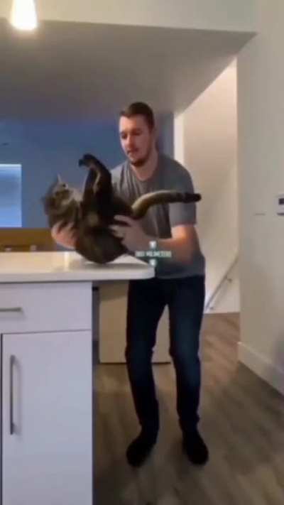to be an Agile cat