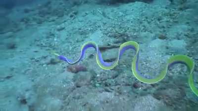 ? ribbon eel