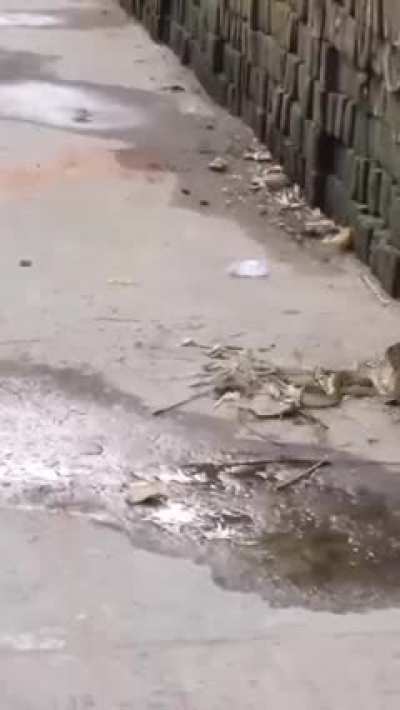 Mongoose vs King Cobra