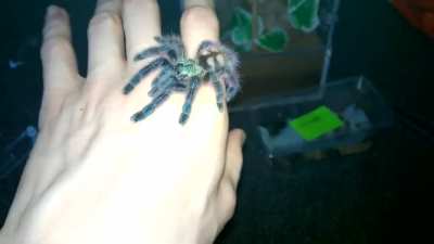 ? Avicularia Versicolor Tarantula