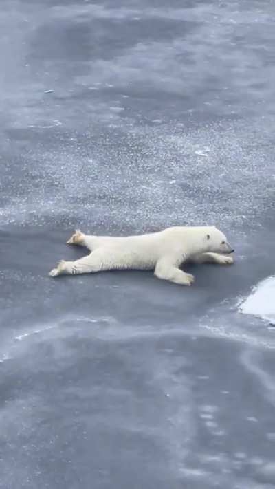 ?Smart bear ?