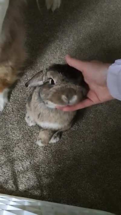 Coffee loves cuddles ?