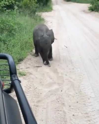 ? Baby elephant tries practicing his adorably terrifying charge ?