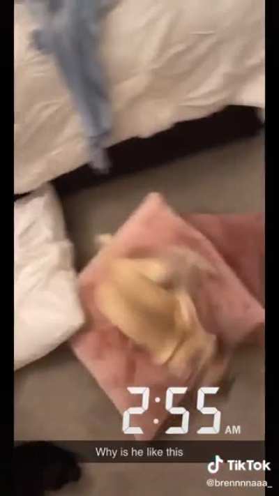 Zoomies