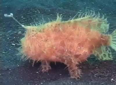Nothing amazing, just a frogfish! ?