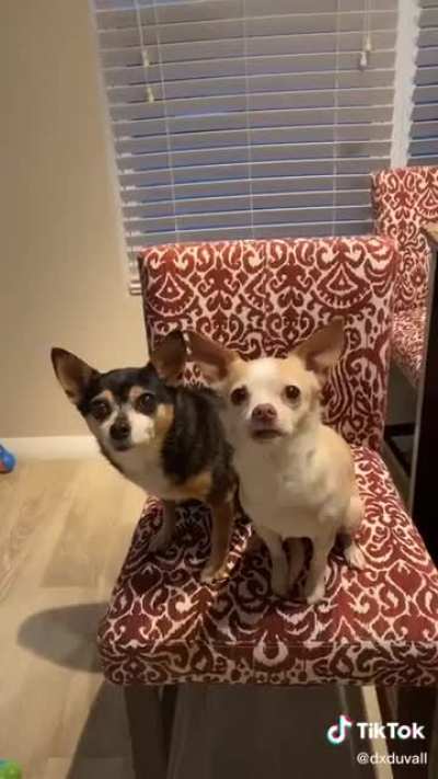 There are two types of dogs in this world...