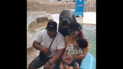 Sea lion poses for family portrait