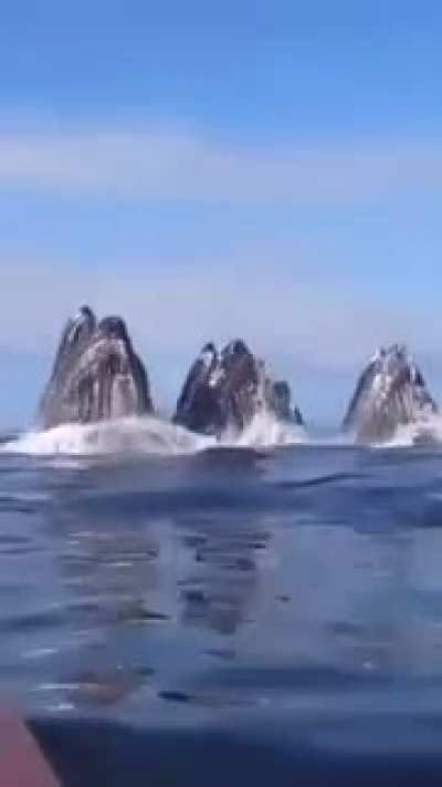 ? Being surprised by a group of whales is the best kind of surprise
