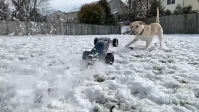 Dog toy