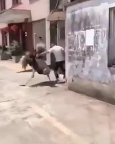 ostrich tries to restore order in the area