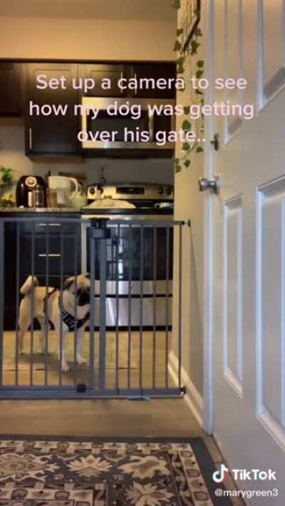 Matrix doge