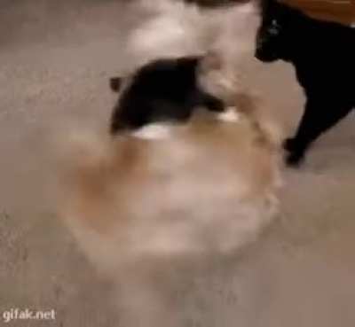 Where did it go?!